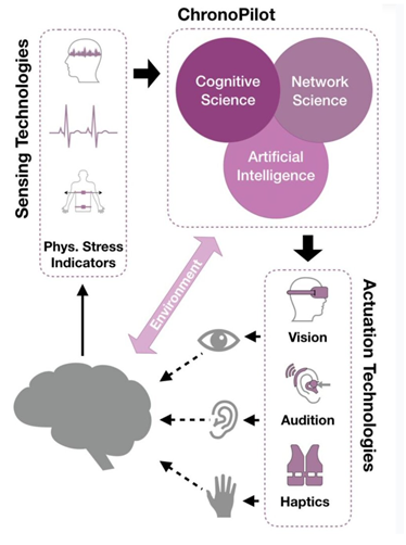 Process model, showing the loop of stimulation, measurement, and theoretical interpretation for the ChronoPilot project